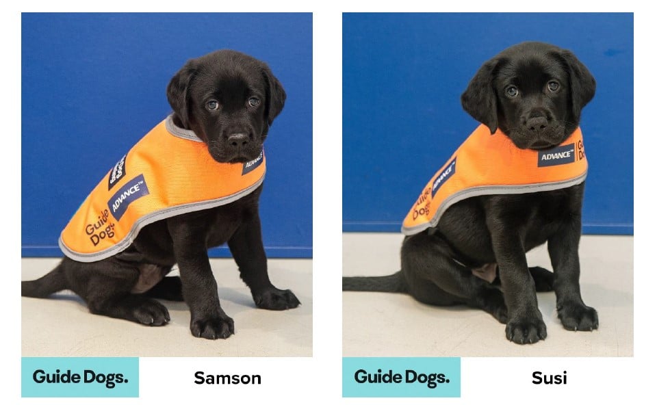 Two black labrador puppies wearing orange guide dogs jackets. One has the name Samson under it and other the name Susi